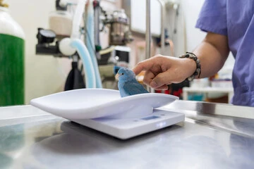 Twin Lakes Pet And Bird Clinic