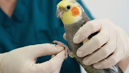 Twin Lakes Pet And Bird Clinic: Best Proven Avian Tips