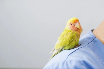 Twin Lakes Pet And Bird Clinic