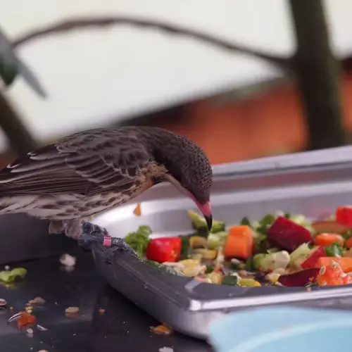 What Foods Are Dangerous for Pet Birds