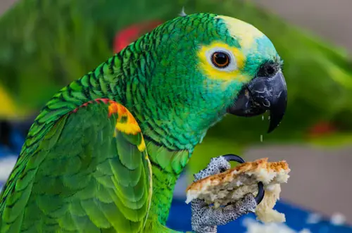 What Foods Are Dangerous for Pet Birds: Proven Dangers