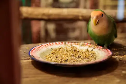What Foods Are Dangerous for Pet Birds