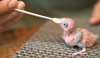 Baby Bird Formula: Happy Ultimate Feeding Guide