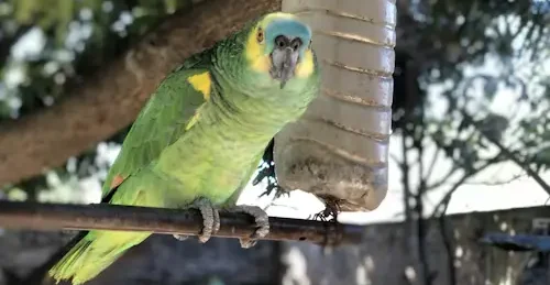 Bird Products To Avoid: Ultimate Best Safety Guide