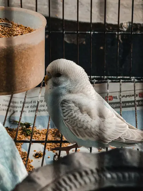 Bird Products To Avoid