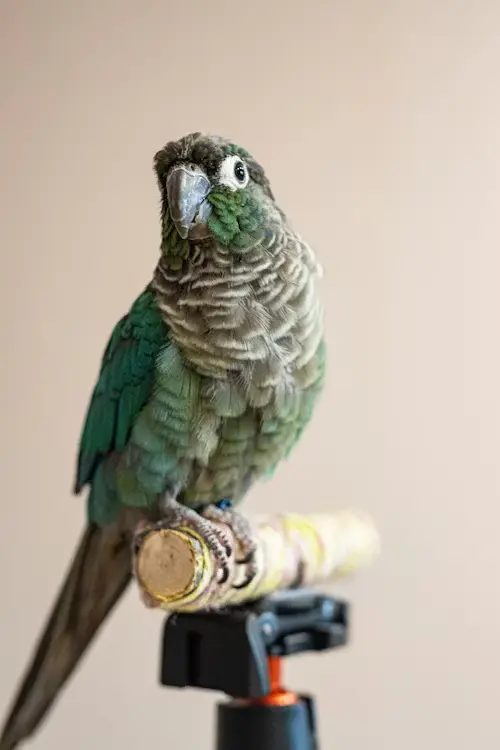 Conure Parrot