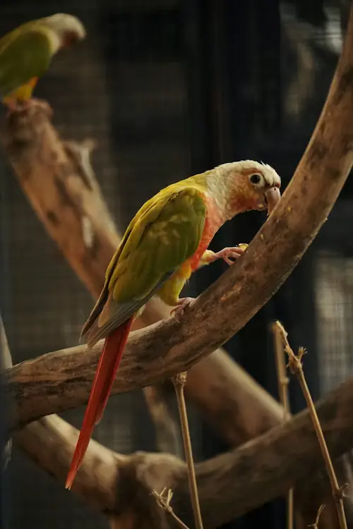 Conure Parrot