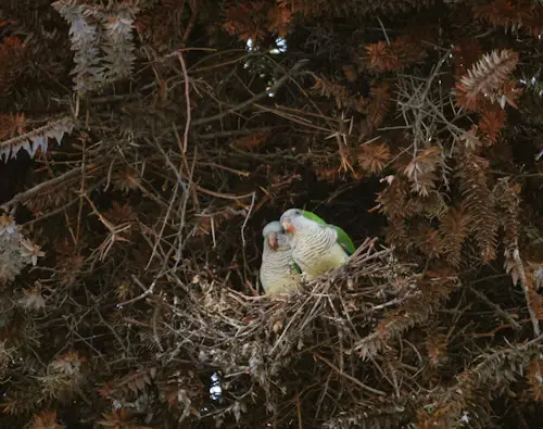 How Long Do Baby Birds Stay in Nest: Proven Timelines