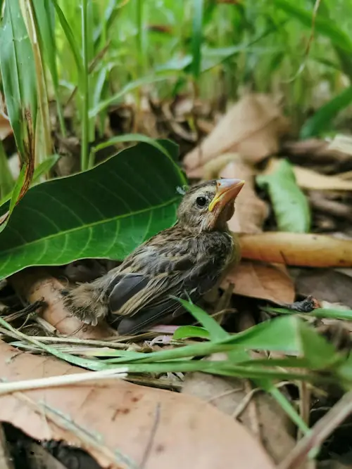 I Am Baby Bird Where Is Mama