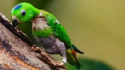 I Am Baby Bird Where Is Mama: Ultimate Rescue Guide