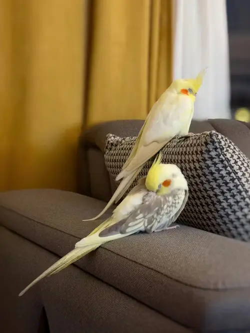 Leaving Your Pet Bird Alone