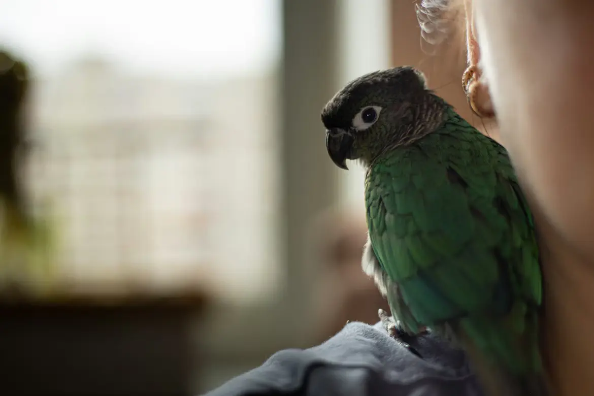 Leaving Your Pet Bird Alone: Ultimate Happy Guide