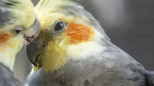 Leaving Your Pet Bird Alone