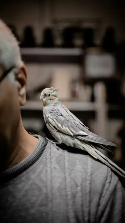Training a Cockatiel