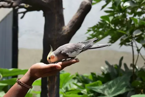 Training a Cockatiel