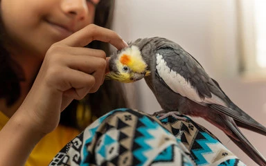 Training a Cockatiel: A Happy Complete  Guide for Beginners