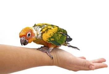 What Are Baby Birds Called