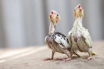 What Are Baby Birds Called