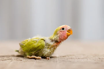 What Are Baby Birds Called