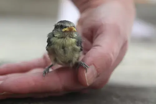 What Are Baby Birds Calledavif