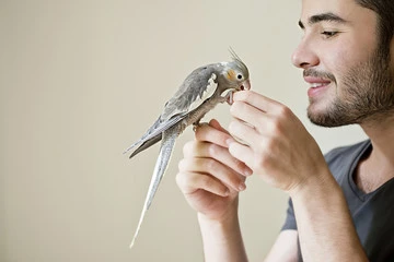 What Do Baby Birds Eat From Humans