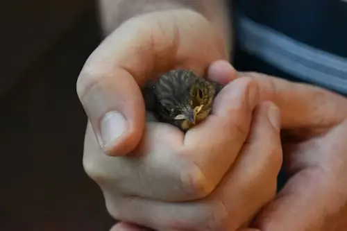 What Do Baby Birds Eat From Humans