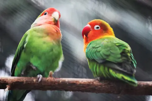 When Is Breeding Season for Birds? Best Heartwarming Secrets