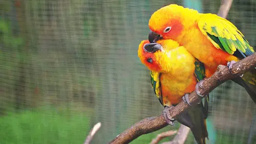 When Is Breeding Season for Birds