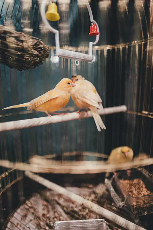 When Is Breeding Season for Birds