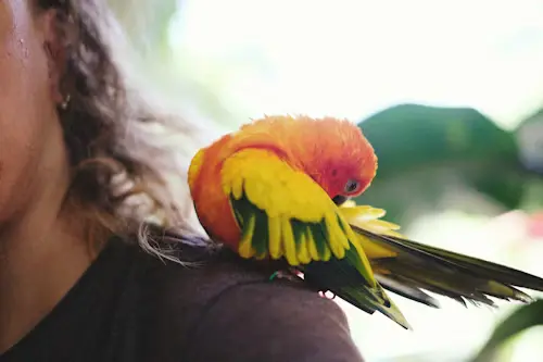 Your Bird Love You: Top Bonding Secrets