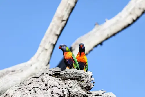 Breeding Bird Survey
