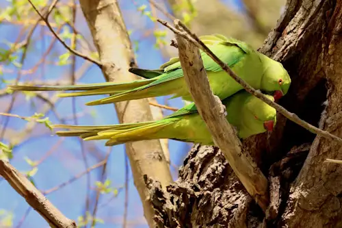 Breeding Bird Survey