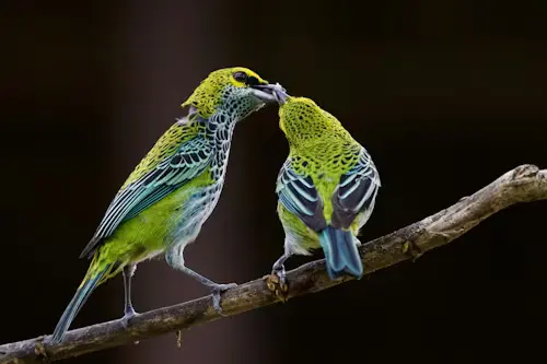 Breeding Bird Survey: How to Track Birds Like a Pro