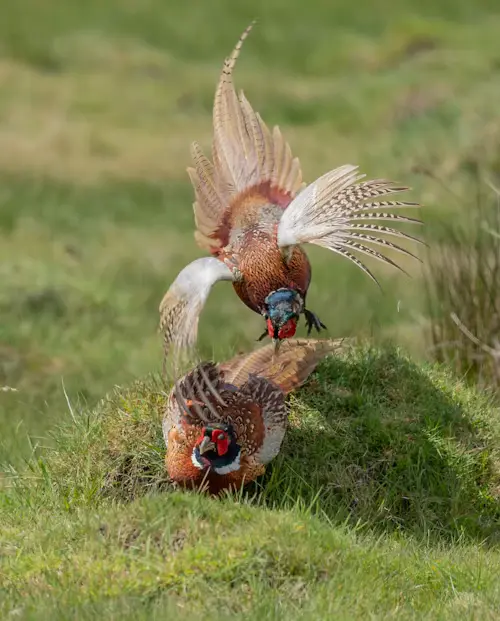 Breeding Bird Survey