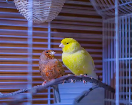 Canary Pregnancy: How to Ensure Healthy Eggs