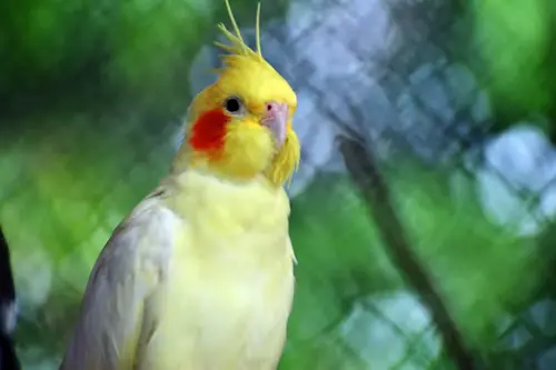 Cockatiel Talking
