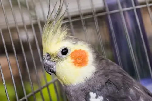 Cockatiel Talking