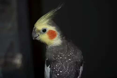 Cockatiel Talking