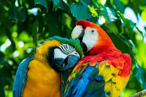 Funny and Cute Parrots