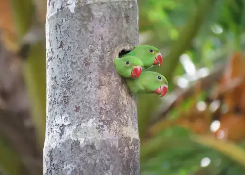 Funny and Cute Parrots