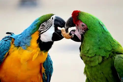 Funny and Cute Parrots