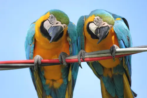 Funny and Cute Parrots