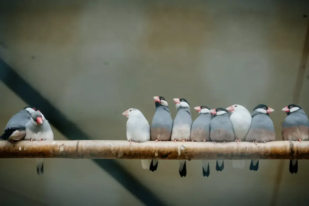 Birds Aviray