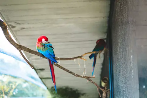 Birds Aviray