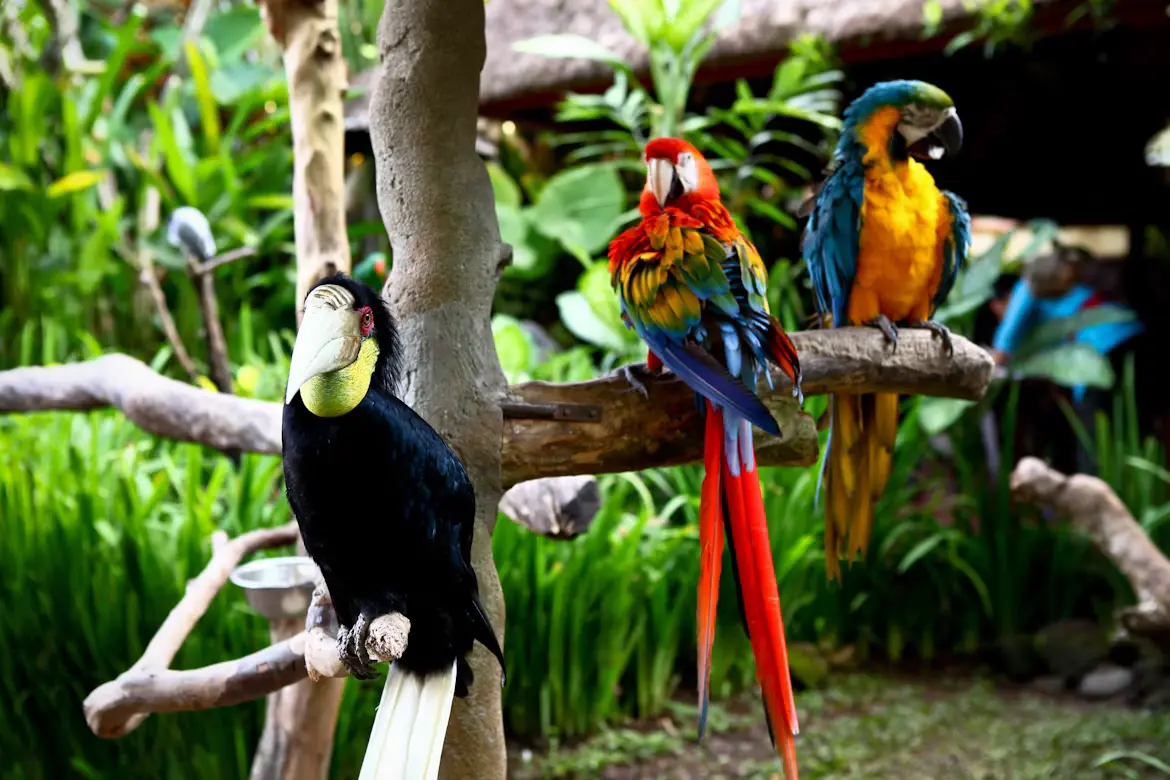 Birds Aviary: How to Build an Unforgettable Aviary