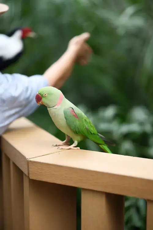 Birds Aviray