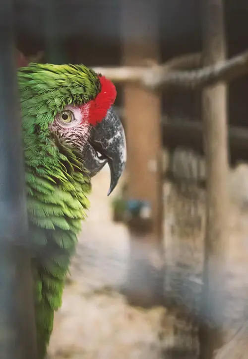 Birds Scaly Face Mites