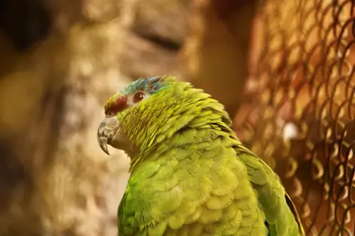 Birds Scaly Face Mites