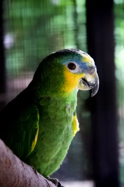 Birds Scaly Face Mites