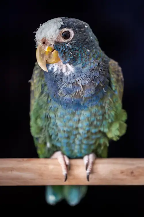 Birds Scaly Face Mites